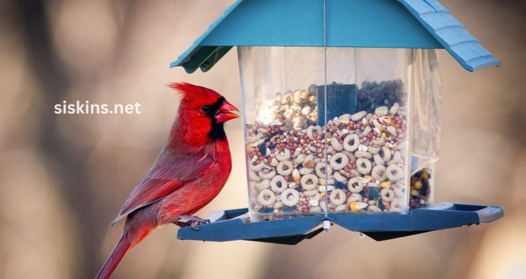 9 Steps to Attract Birds to Your Yard