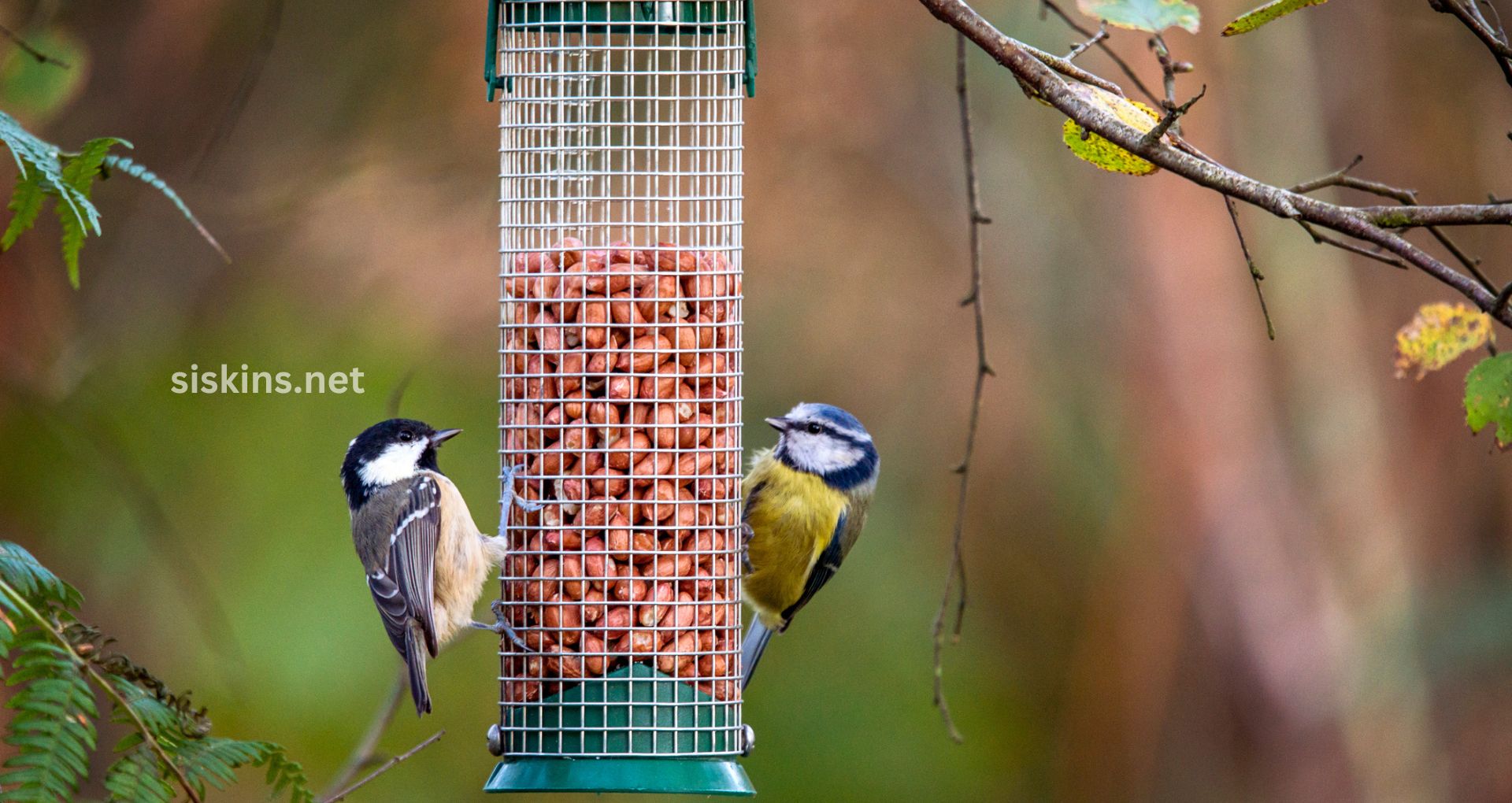 9 Steps to Attract Birds to Your Yard