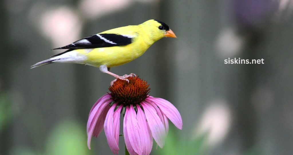 Making Your Garden Bird-Friendly