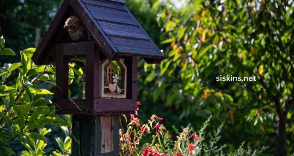 Making Your Garden Bird-Friendly