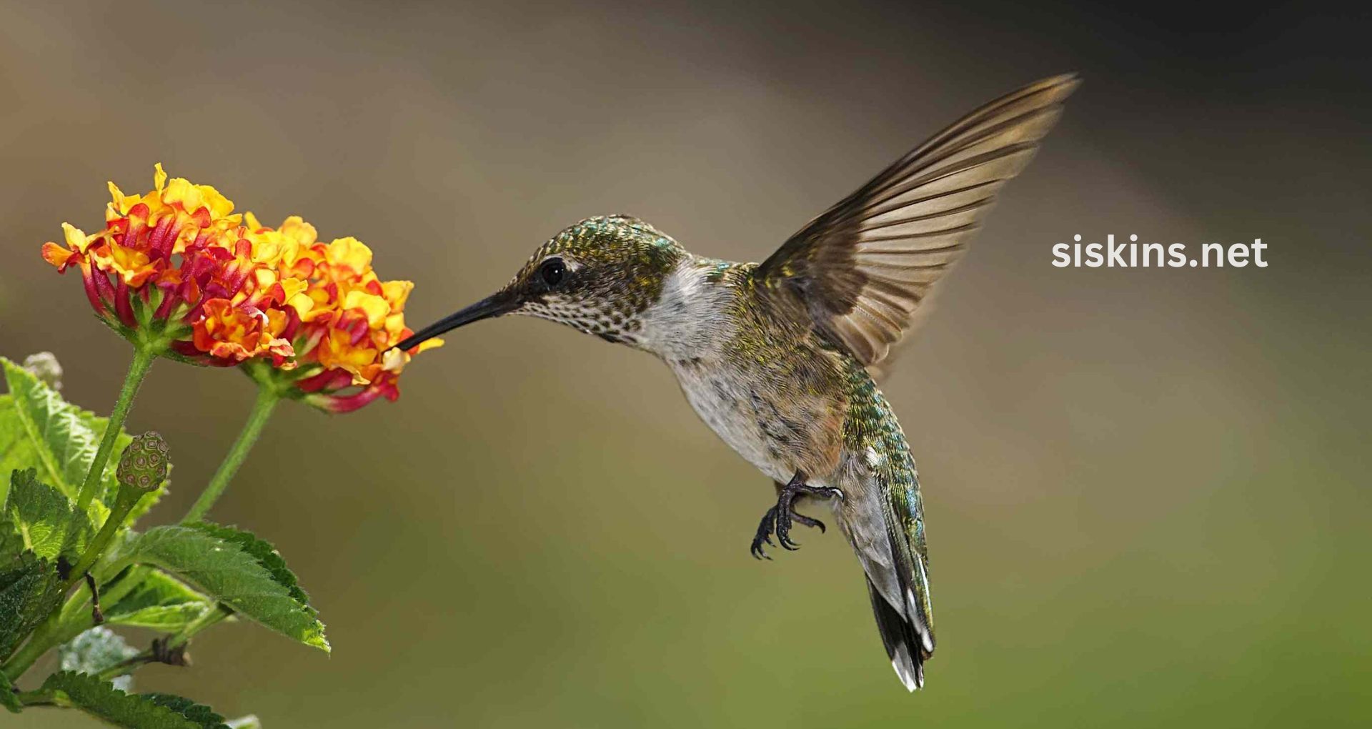 How do I attract hummingbirds to my garden?