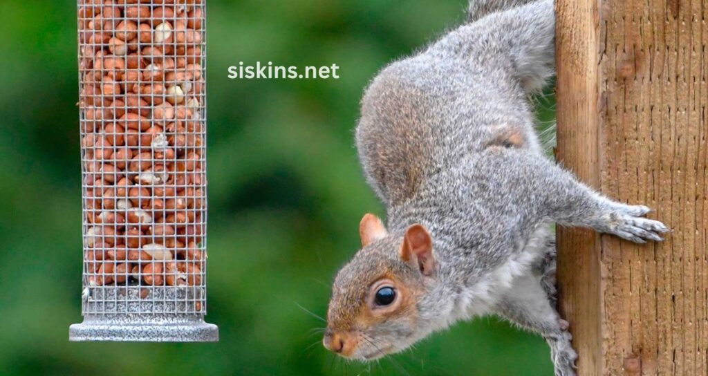 How do I make a squirrel-proof bird feeder?