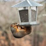 How do I make a squirrel-proof bird feeder?