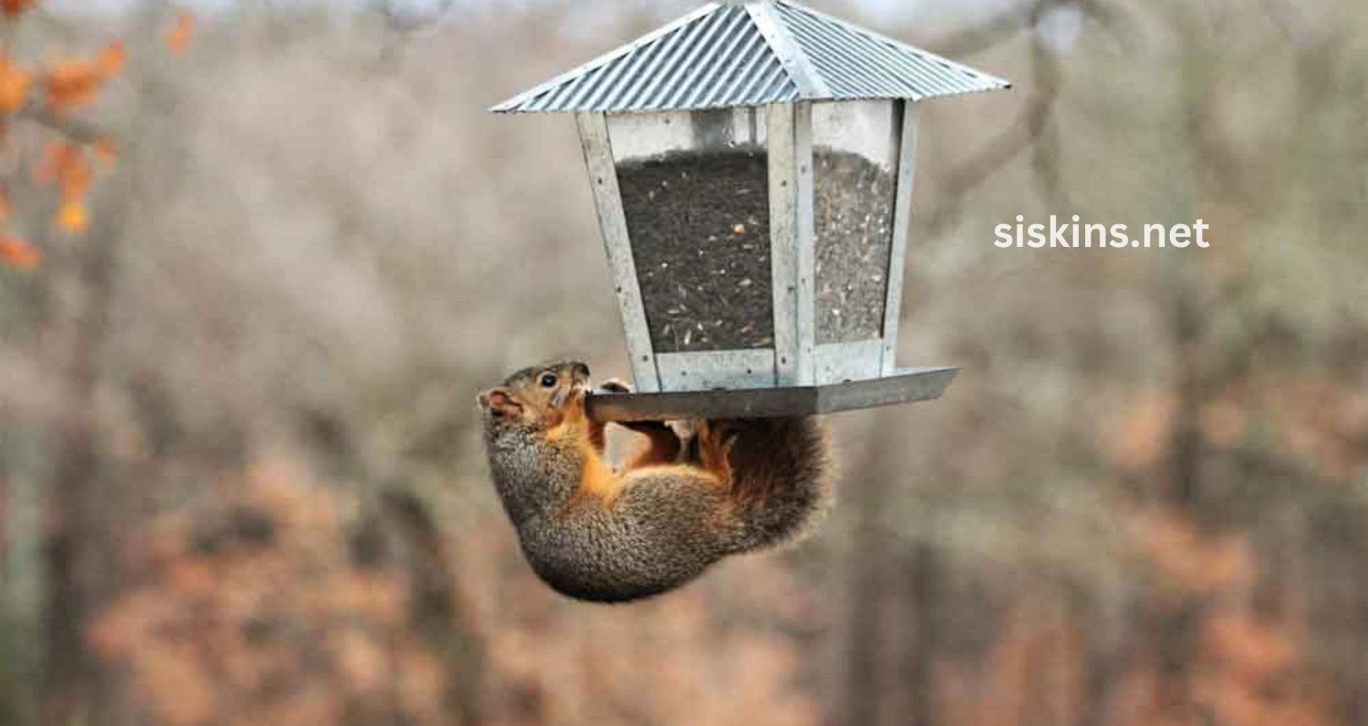 How do I make a squirrel-proof bird feeder?