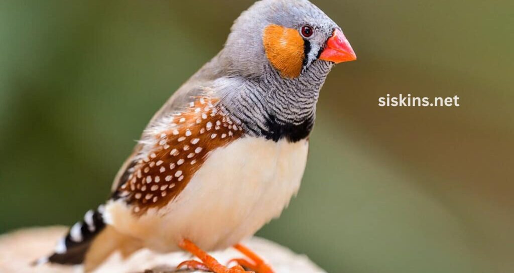 What are the best feeders to attract finches?