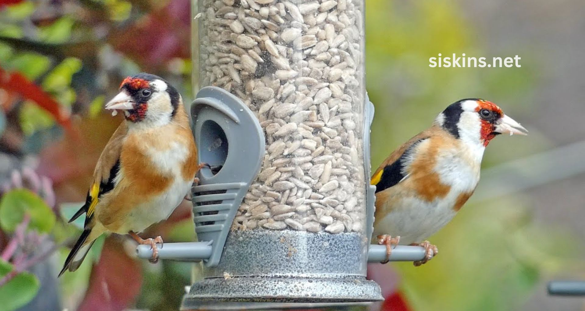 What are the best feeders to attract finches?