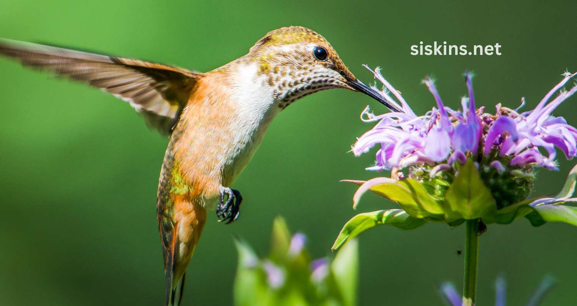 What are the best plants to attract birds?