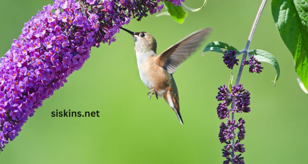 What are the best plants to attract birds?