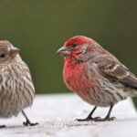 What are the differences between house finches and purple finches?