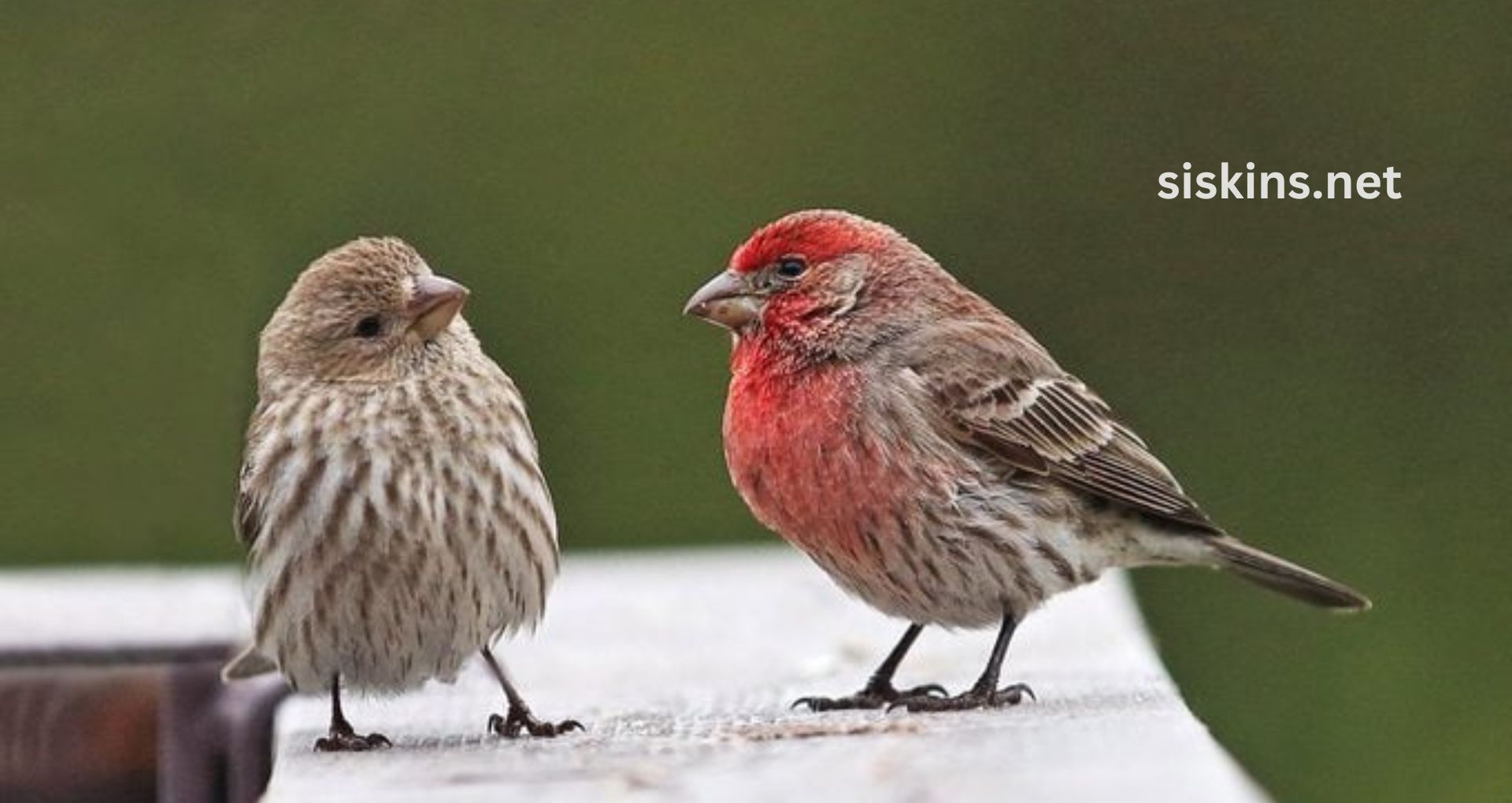 What are the differences between house finches and purple finches?