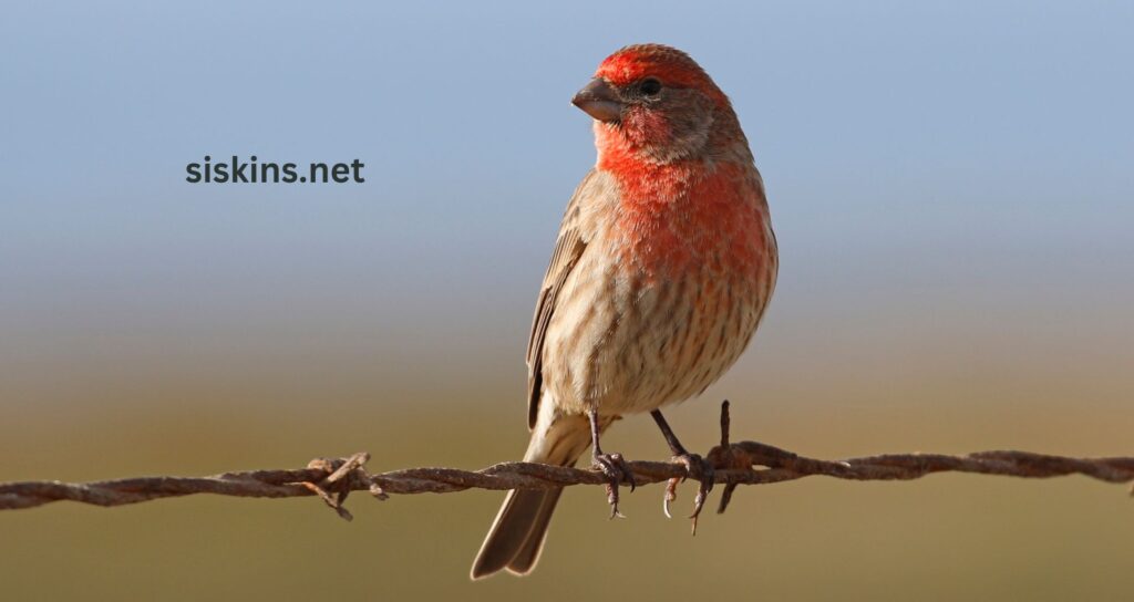 What are the most common finch species found in North America?