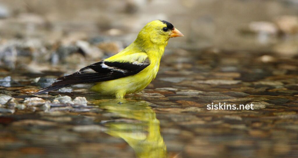 What are the most common finch species found in North America?