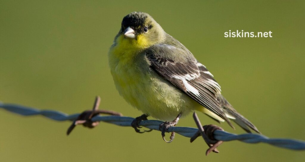 What are the most common finch species found in North America?