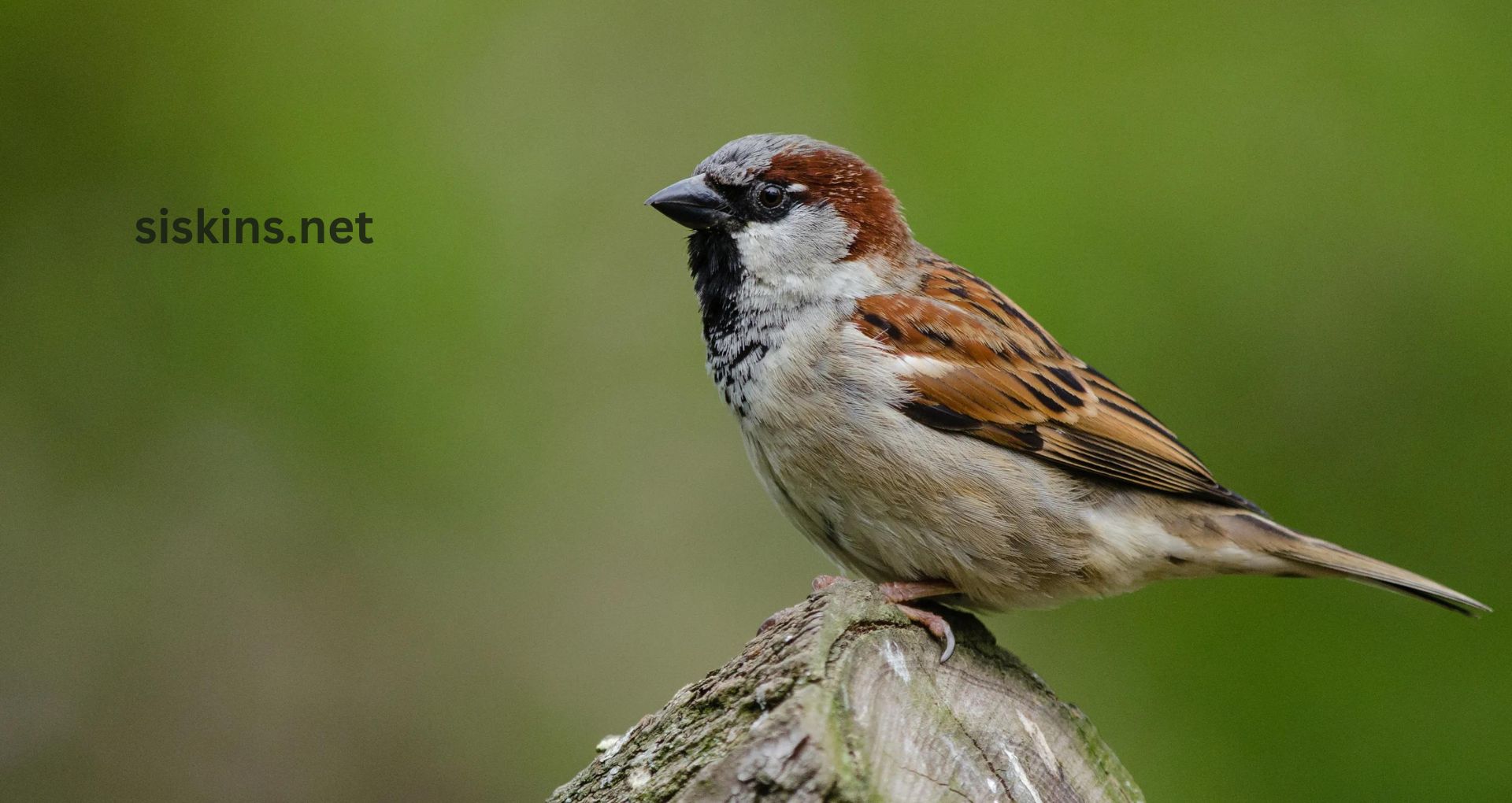 What are the most common finch species found in North America?