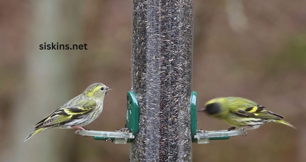 What do siskins eat, and how can I attract them?