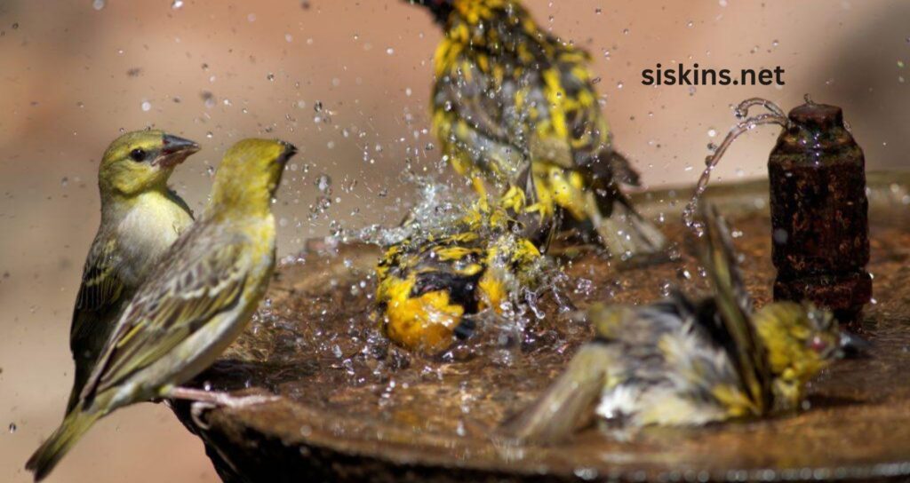 What do siskins eat, and how can I attract them?