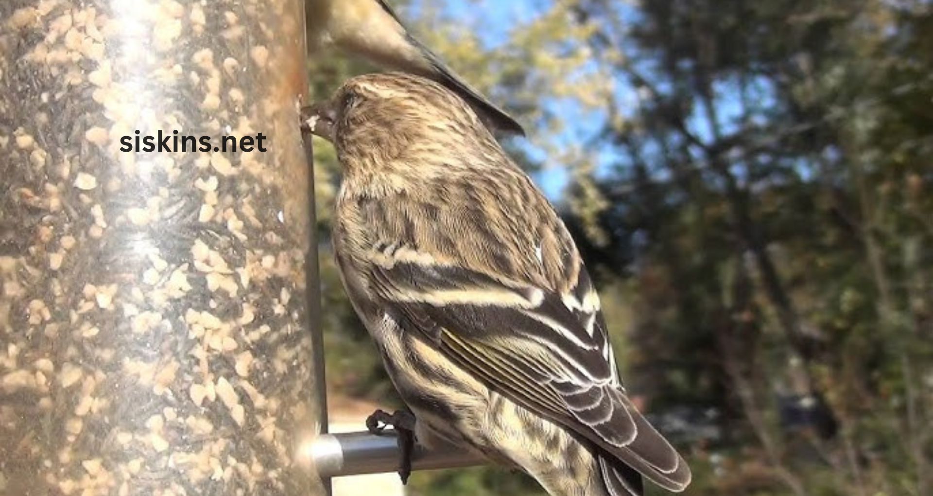 What do siskins eat, and how can I attract them?