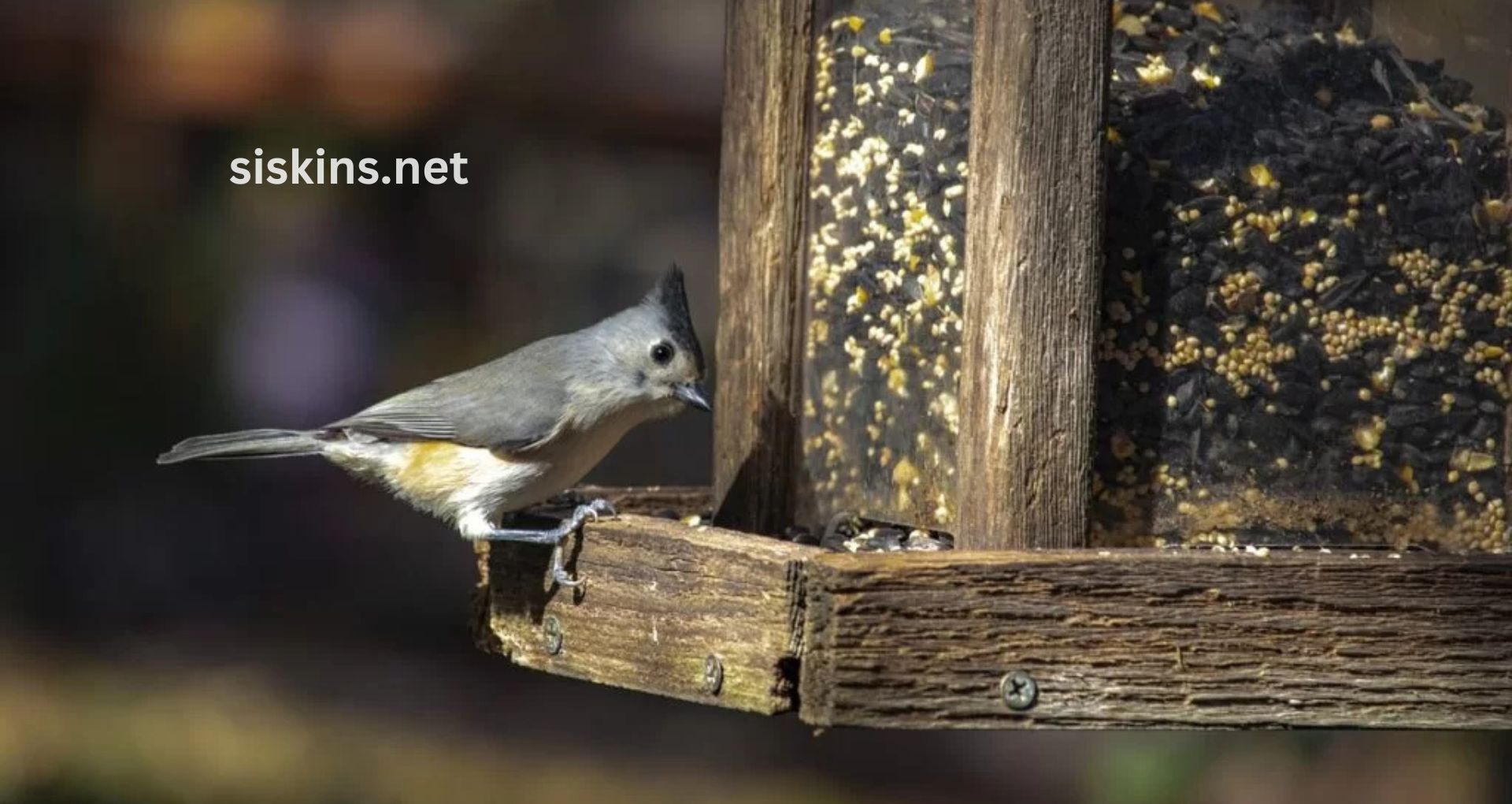 What is the best birdseed for attracting a variety of birds?