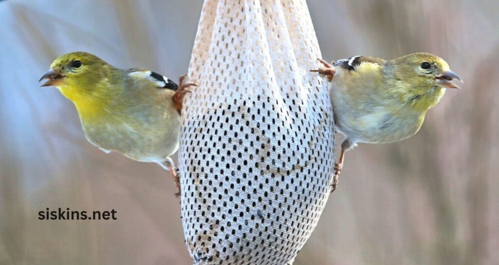 What is the best birdseed for small birds like finches?