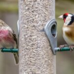 What is the best birdseed for small birds like finches?