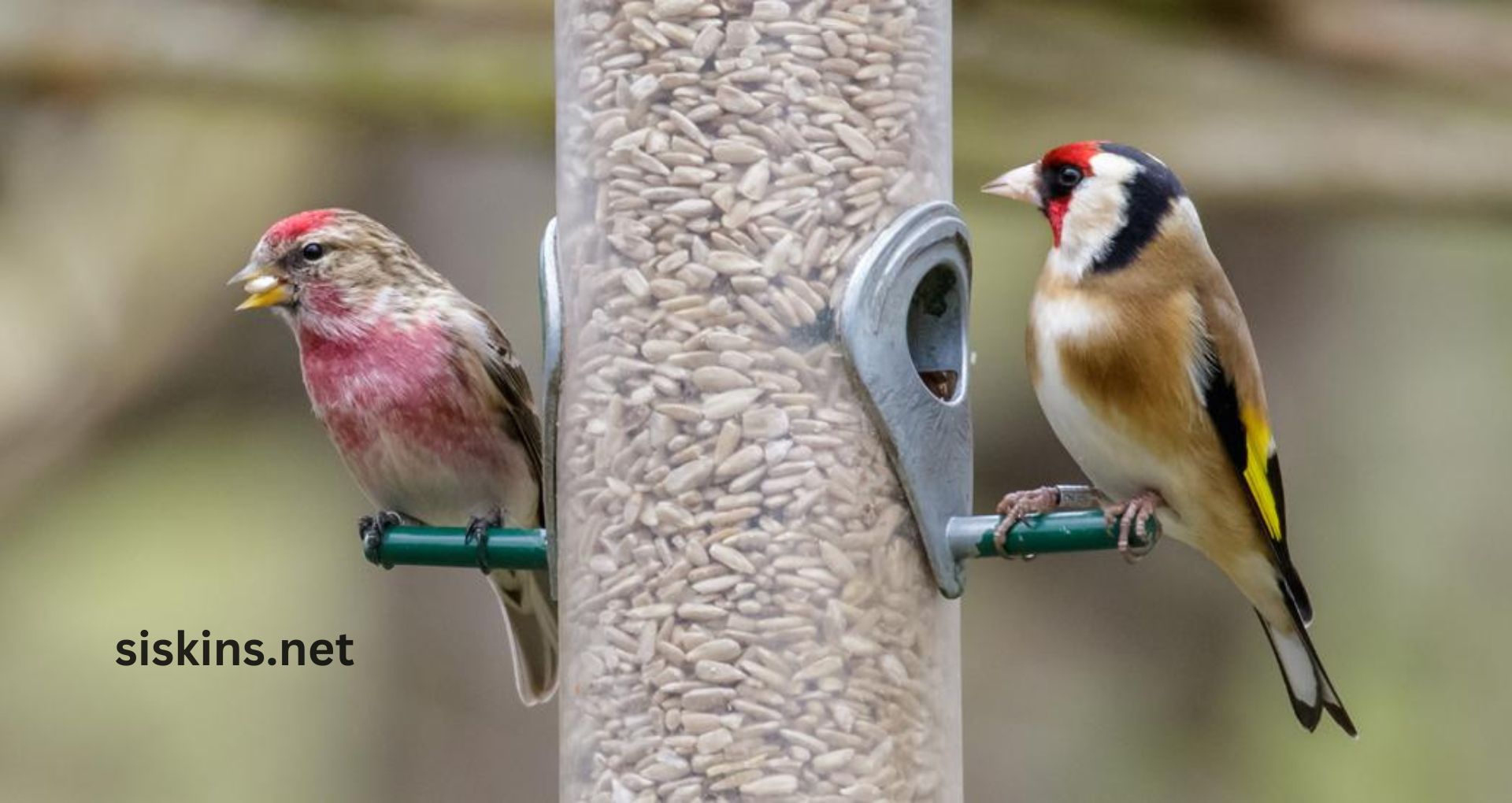 What is the best birdseed for small birds like finches?