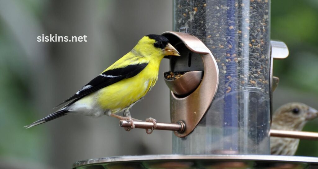 What type of bird feeder attracts the most finches?