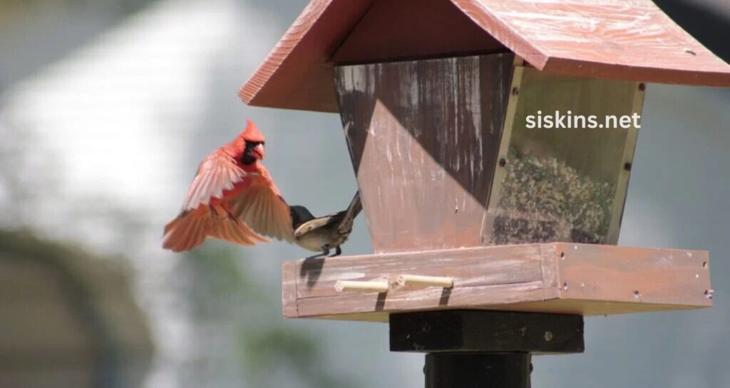 What type of bird feeder attracts the most finches?