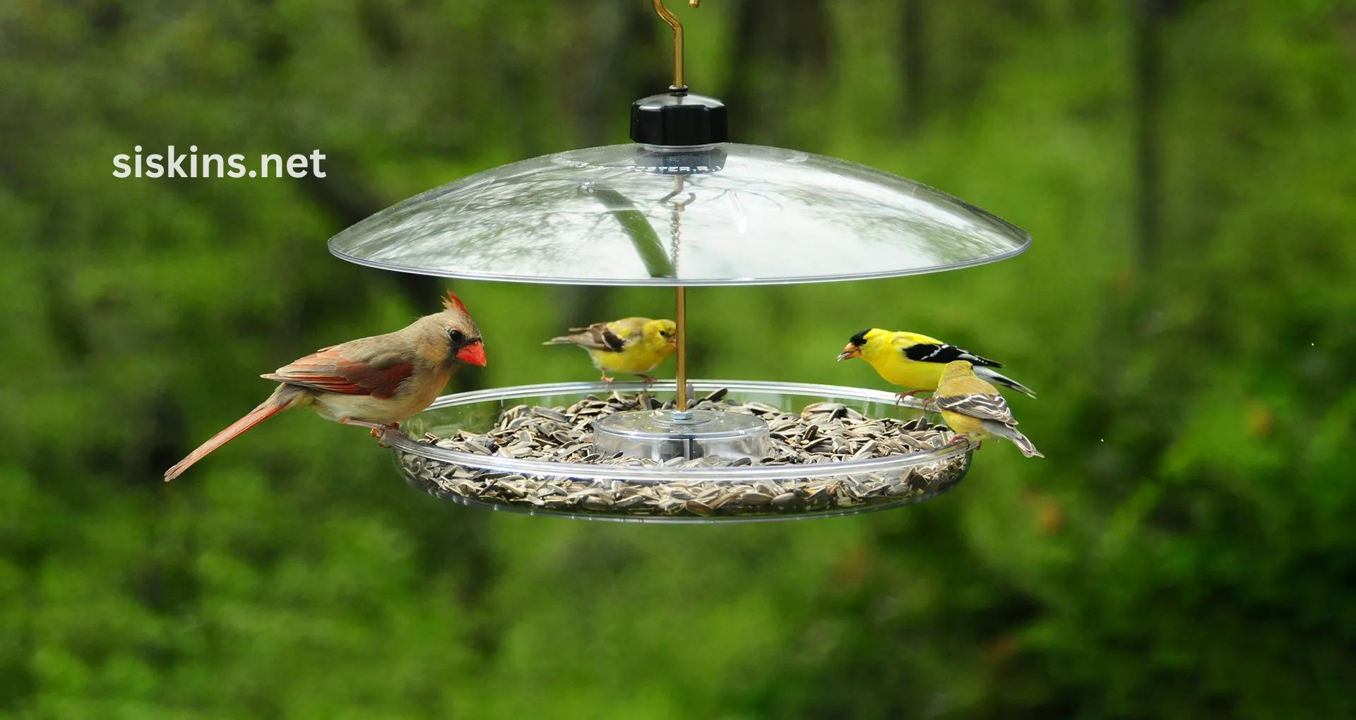 What type of bird feeder attracts the most finches?