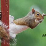 How can I Prevent Squirrels from Eating Bird Food?