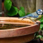 How do I Create a Bird Sanctuary in my Backyard?