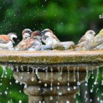 How do I Make a Birdbath Using Household Items?