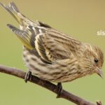 What is the Difference Between a Siskin and a Goldfinch?