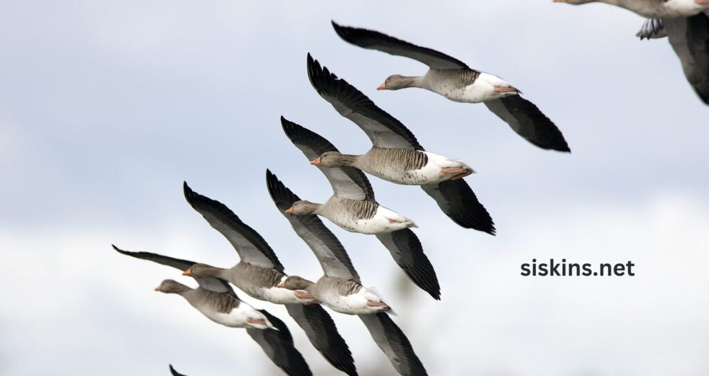 Why do Some Birds Migrate and Others do not?